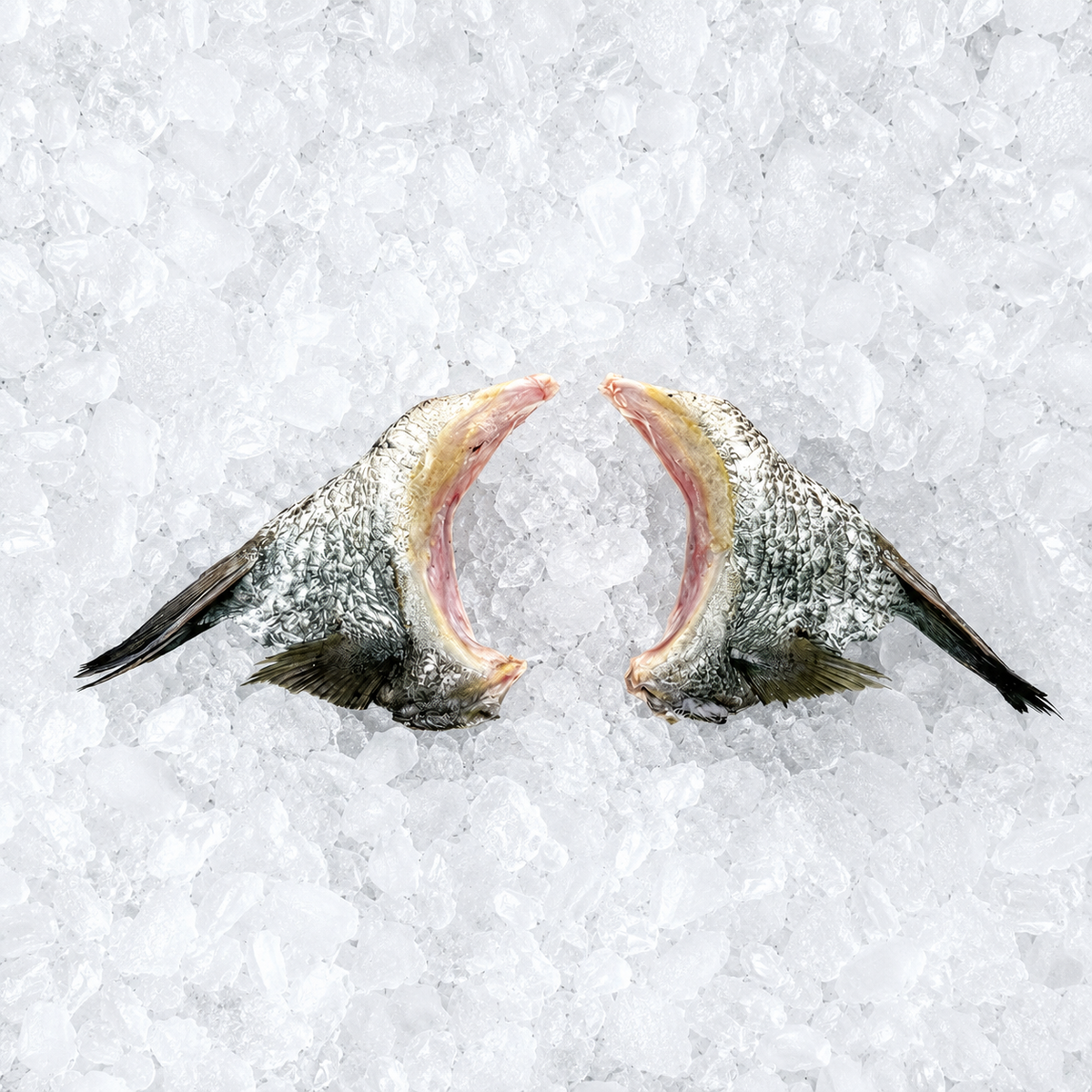 Barramundi Collar Approx 300g
